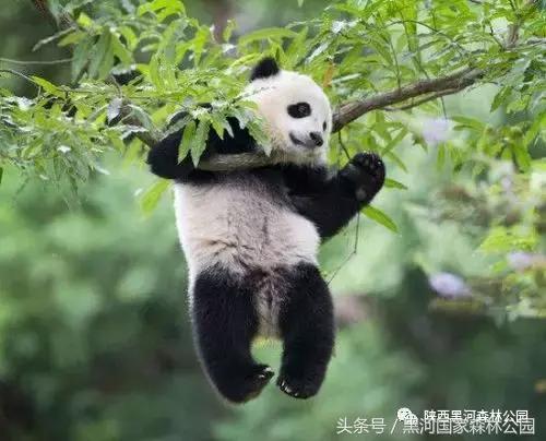 探秘黑河森林公园,黑河森林公园野生动物