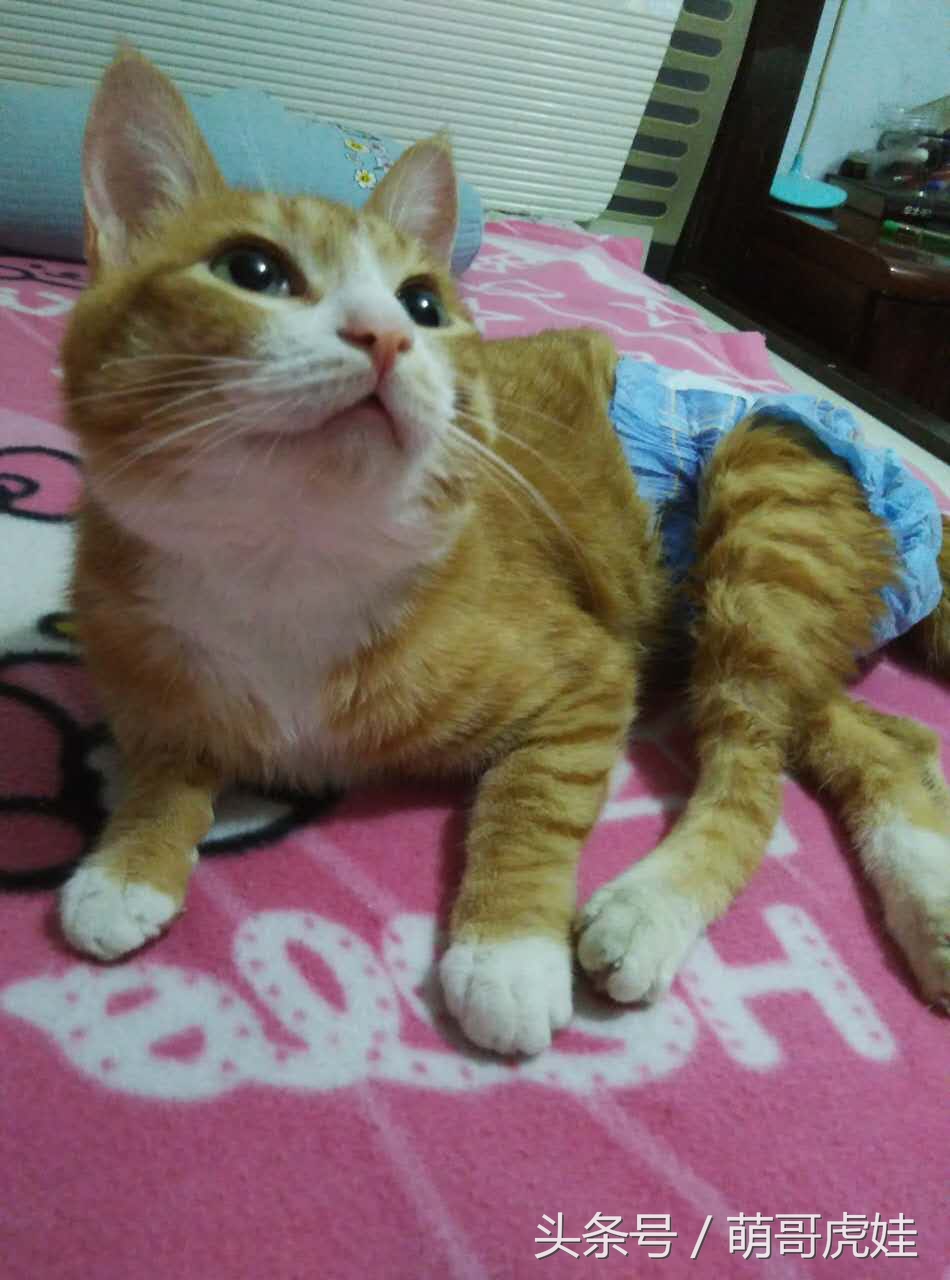 小猫平时很乖巧过一阵就尿床,小猫总是半夜来床上枕头上尿尿