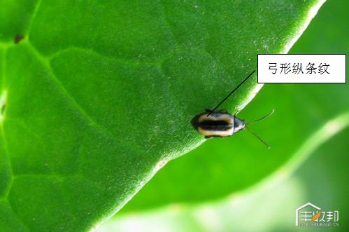 种植白菜心怎么管理,防治白菜萝卜病虫害哪个药好