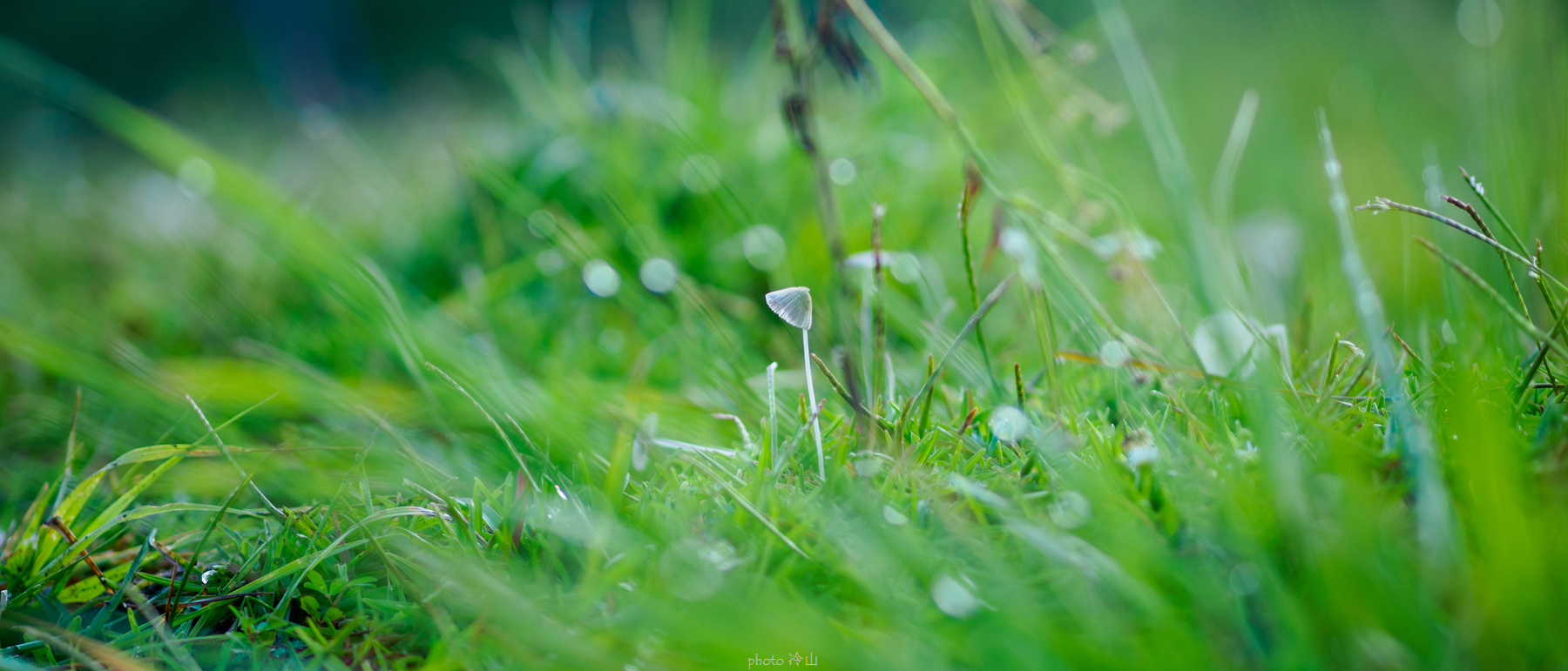 华顶千年杜鹃林,天台山石梁瀑布华顶杜鹃