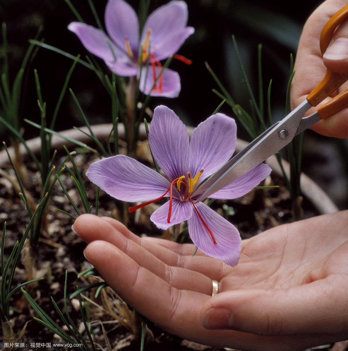最好看的花藏红花,藏红花被誉为女性之花