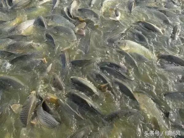 高邮人的饮食习惯,高邮十大必吃菜谱