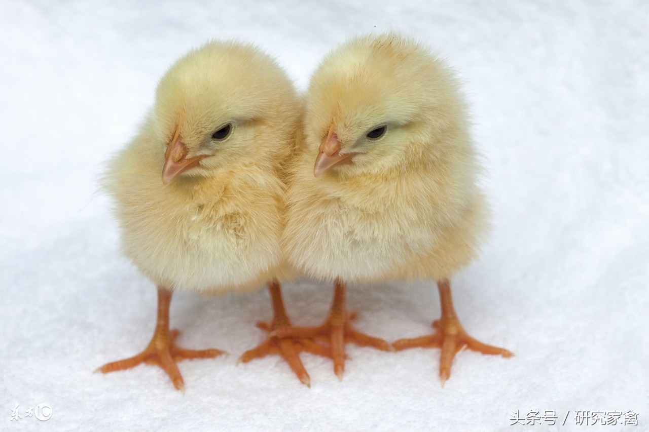 大肉食鸡肺不好怎么回事,大肉食鸡呼吸道