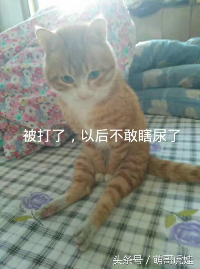 小猫平时很乖巧过一阵就尿床,小猫总是半夜来床上枕头上尿尿