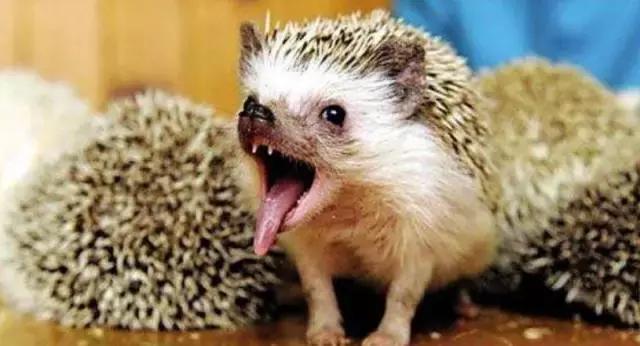 亚宠展第二弹的宠物,亚宠展有爬宠吗