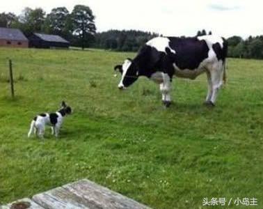 保证让你笑到肚子疼的视频,保证让你笑到死的视频