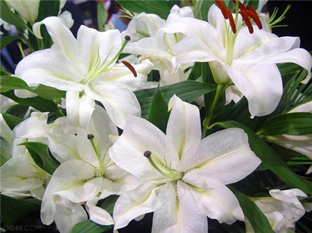 香水百合的水培方法和注意事项,香水百合水培生根吗