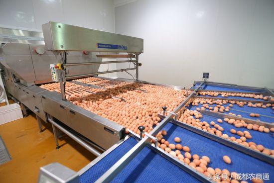 蛋鸡养殖现状和前景,蛋鸡养殖前景及模式