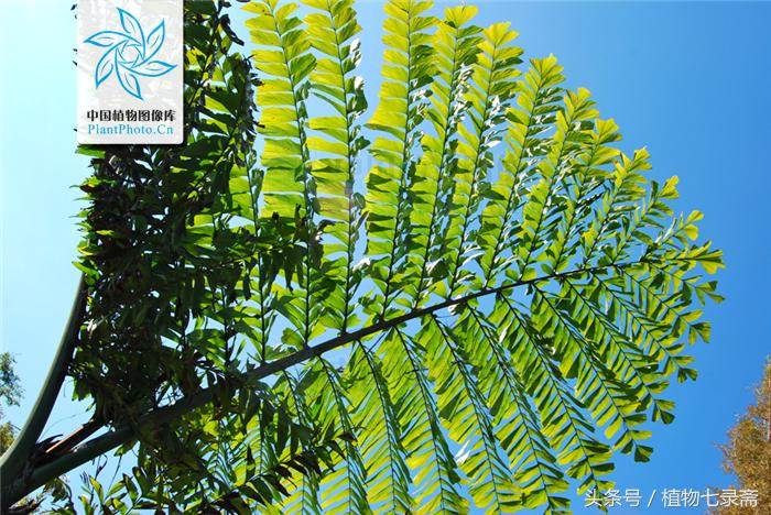 董棕能做西米露,长的还好看,象征永恒的爱情,幸福美满的生活!