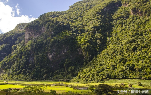 棕榈树花穗做西米,现代棕榈树西米制作过程