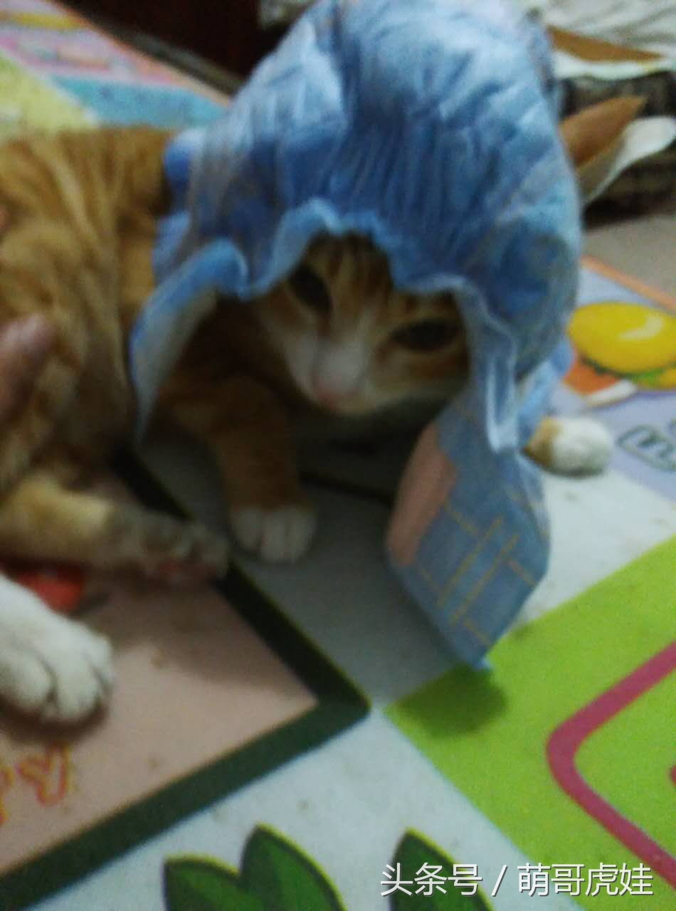 小猫平时很乖巧过一阵就尿床,小猫总是半夜来床上枕头上尿尿