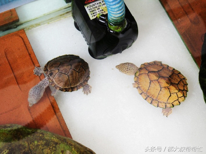 养乌龟该吃什么食物,养乌龟吃什么食物最好