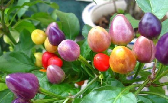 最好的十种辣椒,全球130种辣椒排名