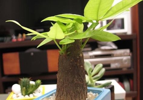 绿萝除甲醛有那么厉害吗,绿萝能除甲醛吗甲醛最怕三个克星