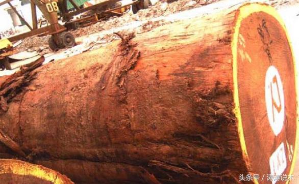 识木料,识木头后续