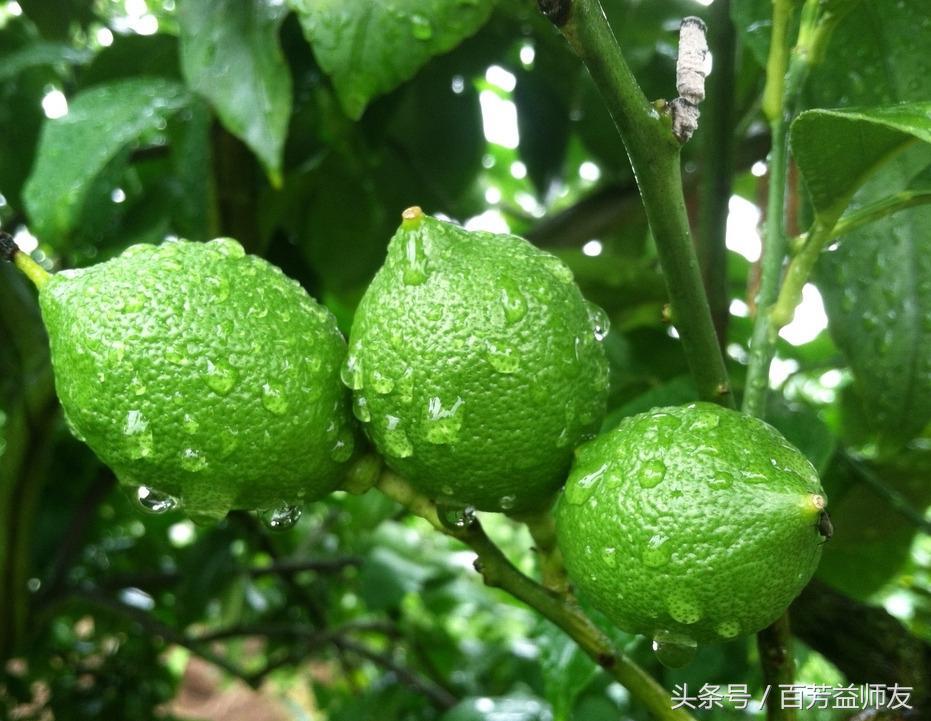 经常熬夜适合吃哪种水果,这四种水果能解暑常吃对皮肤也好