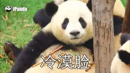 奚梦瑶刘雯维密粉色合照,上海维密秀何穗刘雯奚梦瑶