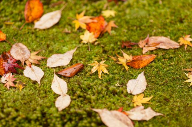 八月份定下的目标,秋季关西旅游攻略