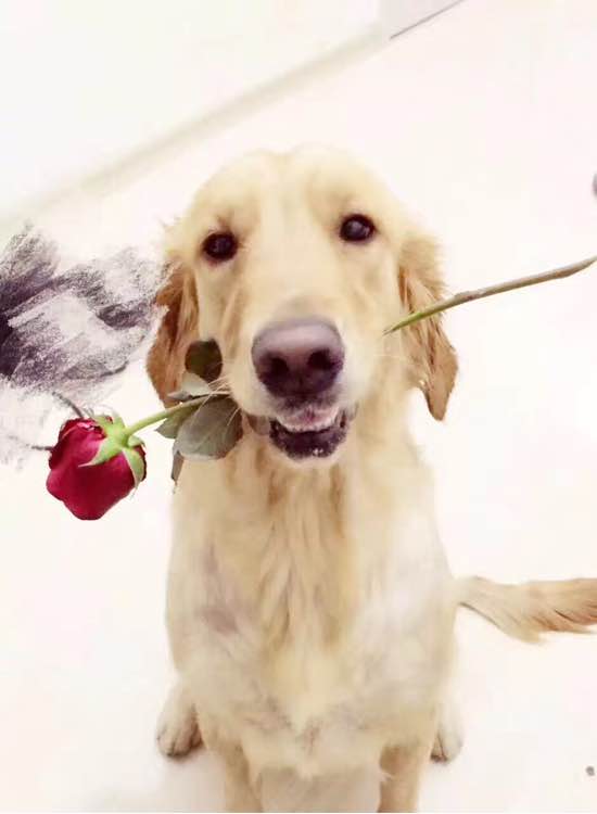 陪伴一年的金毛无缘无故去世，女孩用这样的方式“背”它一辈子！