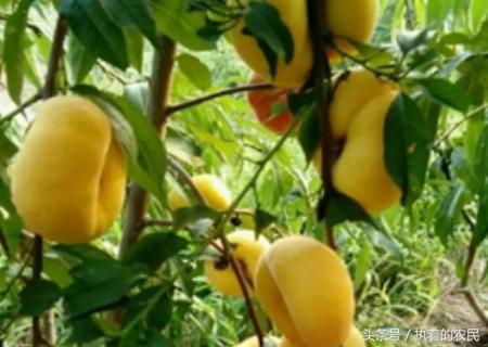 吃过油桃蜜桃,那农村人的这种桃子,你是否见过呢?