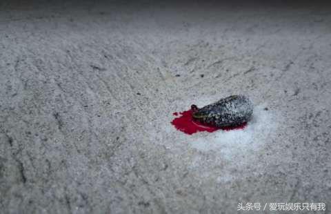 怎么预防干蚂蟥上身,野游被蚂蟥上身