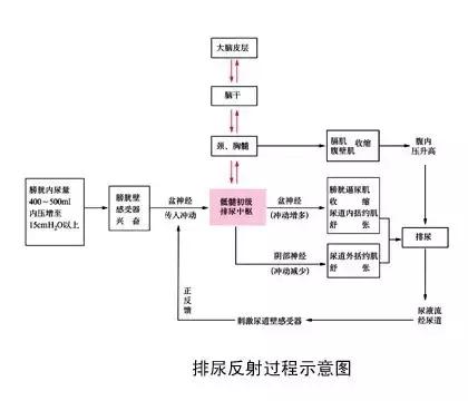 有尿意千万不能忍着，容易憋出这6种疾病！