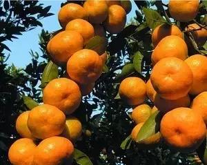 九江不得不去的地方,在九江好玩的地方不用钱