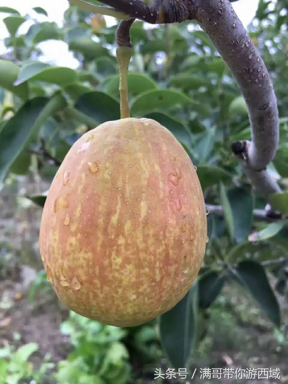 库尔勒香梨熟了！古尔邦节假期去库尔勒采香梨吧！只要4元每公斤