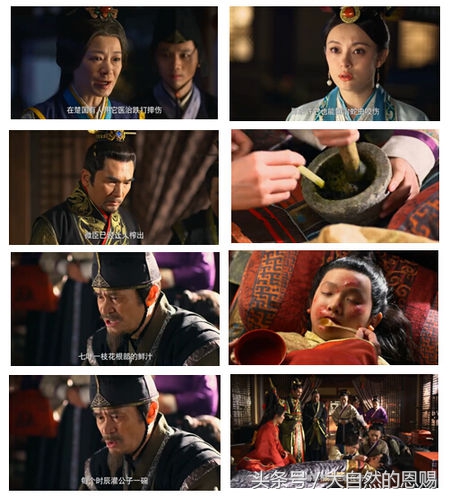 七叶一枝花是什么药草,七叶一枝花到底什么功效