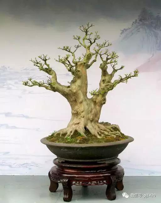 50种盆景树图片大全,50种盆景植物图片大全