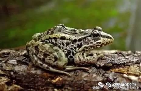 11月19日全国部分水产品批发价格,7月水产品批发市场价格简报