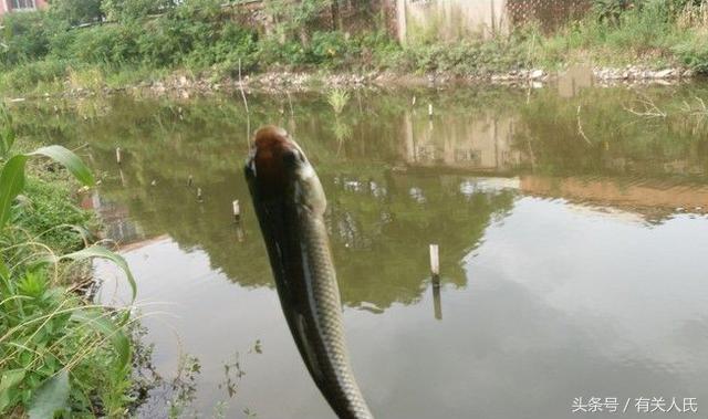 20块钱的黑塘，3个人1天收获50多条鱼，这次钓鱼很爽