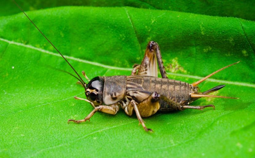 种的菜苗刚出就给虫吃了咋办呢,刚种的菜苗打虫最有效的方法