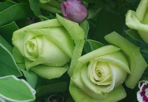 玫瑰花29支的花语,送花给女生玫瑰花语