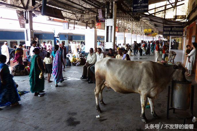 印度路上的牛是哪来的,印度牛满大街