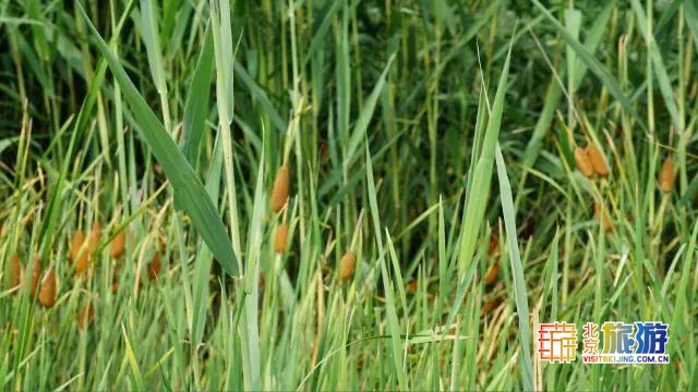 京城最大郊野公园，不仅免费，还藏了好多不为人知的秘密！