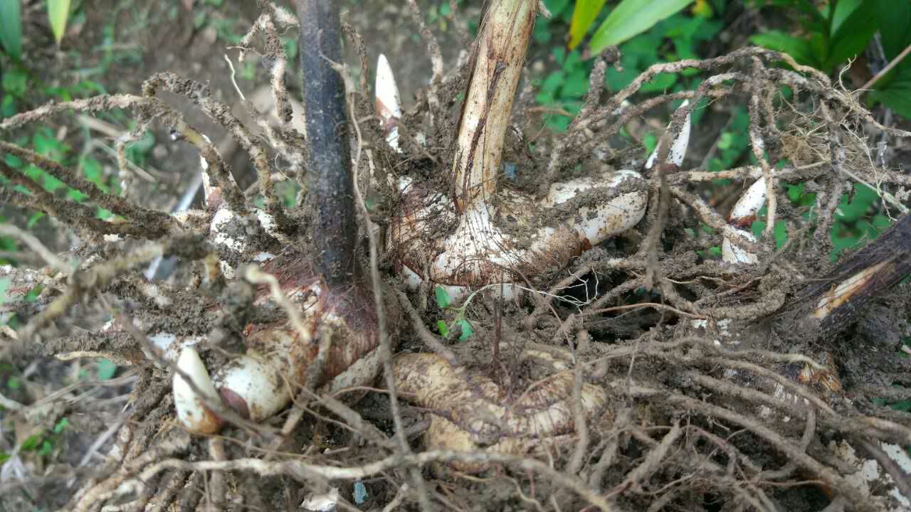 中药白芨明年行情,今年中药白芨市场已饱和了吗