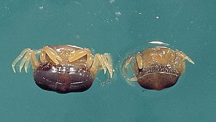 又到了吃螃蟹的季节怎样挑选螃蟹,如何正确挑选食用螃蟹你都知道吗