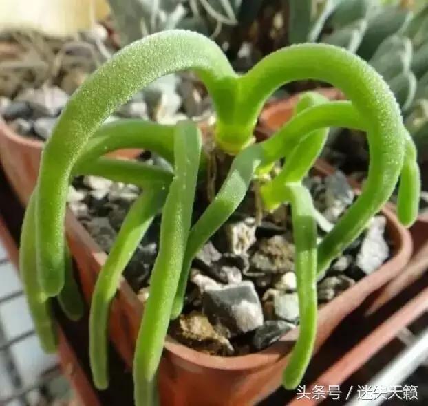 多肉，你小时候的样子太萌了，可千万别长大，长残