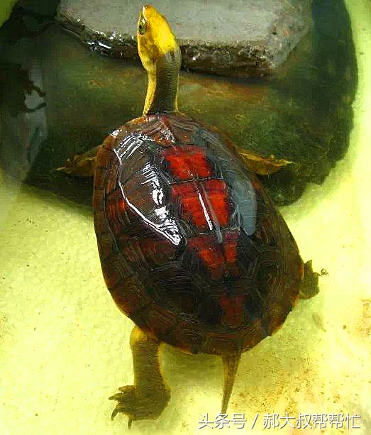 小乌龟的科普文章,小龟科普