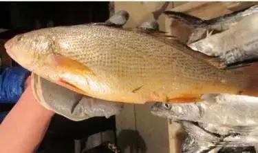 羊口开海！倒计时一天！第一网吃起来！看完哈喇子流一地