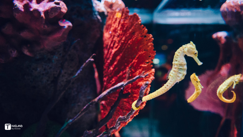 带你一起去泰国看海,回忆那年在泰国踏浪看海