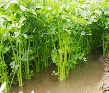 中国特有的蔬菜,中国特有蔬菜水果