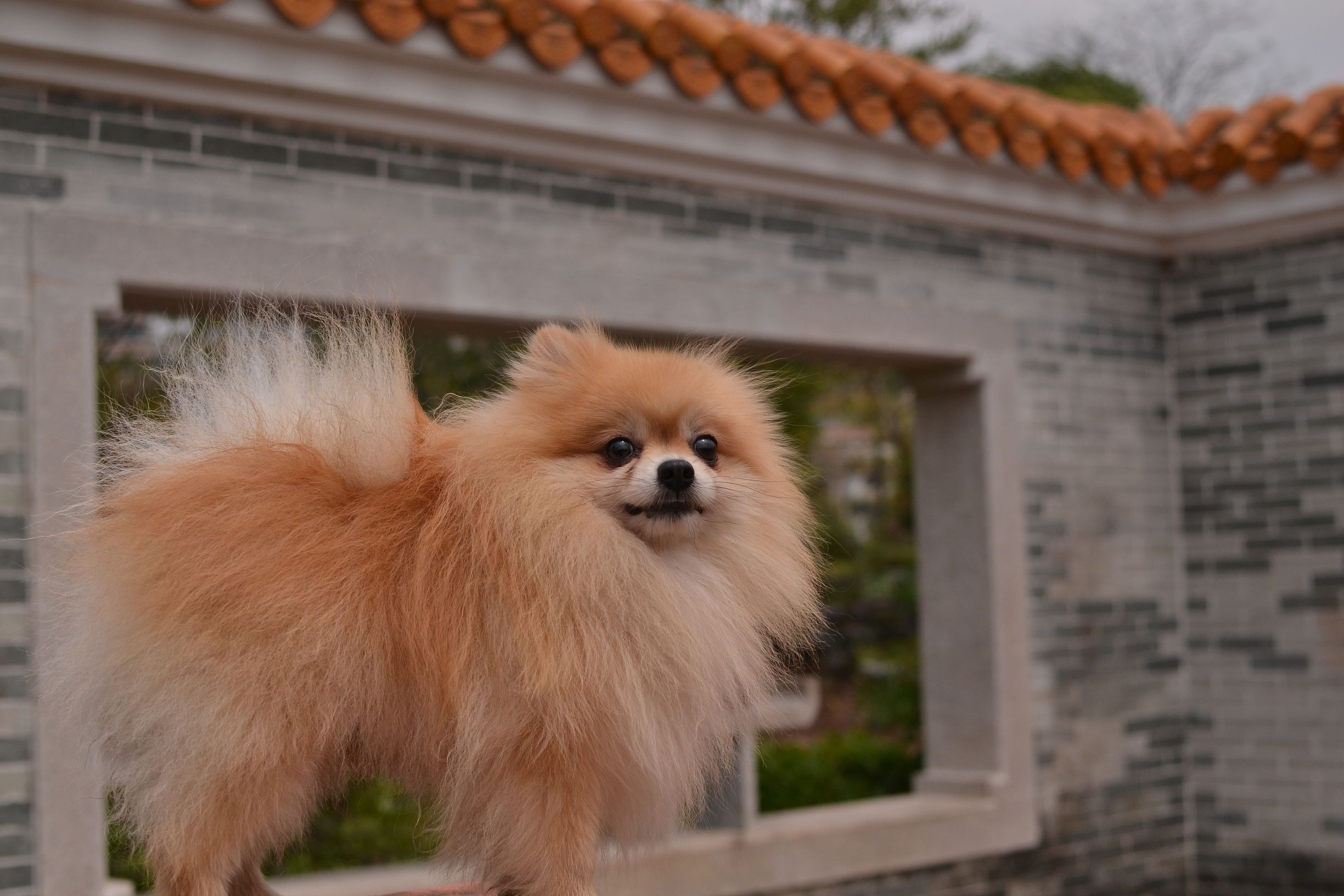 犬瘟出现肚子抽搐怎么治疗,犬瘟早期治疗费用大概多少