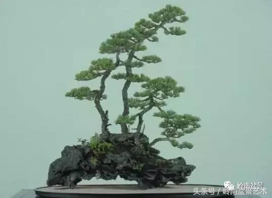 五针松和大阪松哪个好盆栽 (大阪松比五针松哪种更名贵)