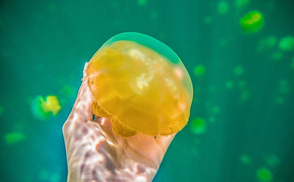 帕劳旅游最美风景攻略,帕劳旅游攻略自由行