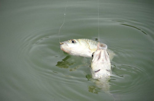 野钓桃源河钓法,自创钓法野湖