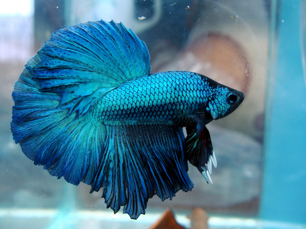 斗鱼失鳔降水位降多少,斗鱼失鳔可以用食用盐吗