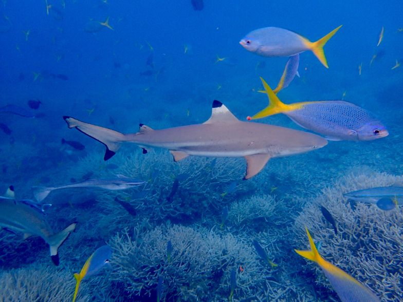 帕劳旅游最美风景攻略,帕劳旅游攻略自由行