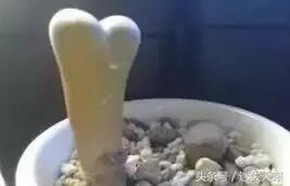 多肉，你小时候的样子太萌了，可千万别长大，长残